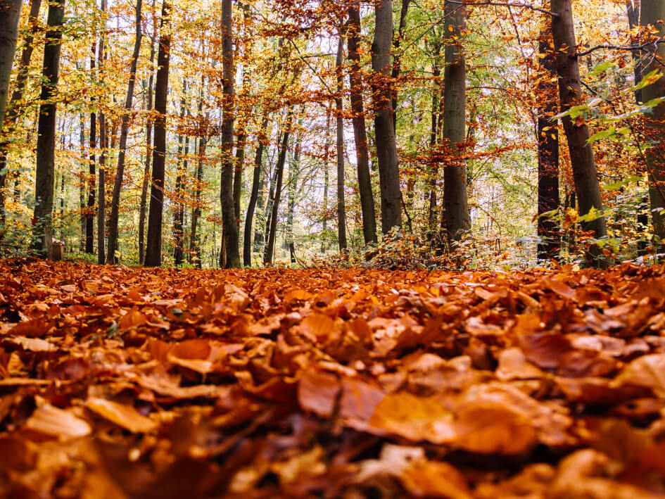 Bosque en otoño