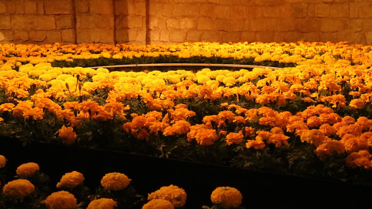 Estan preparats per al Girona Temps de Flors?